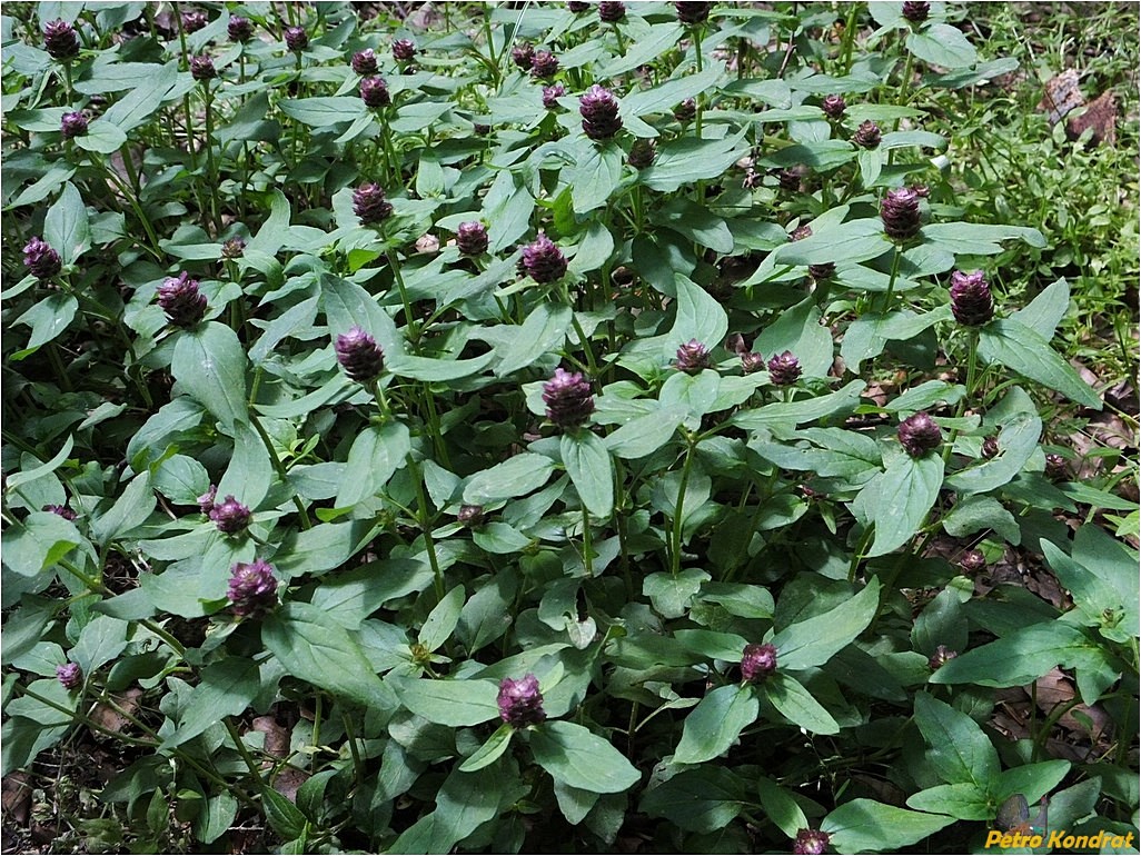 Изображение особи Prunella vulgaris.