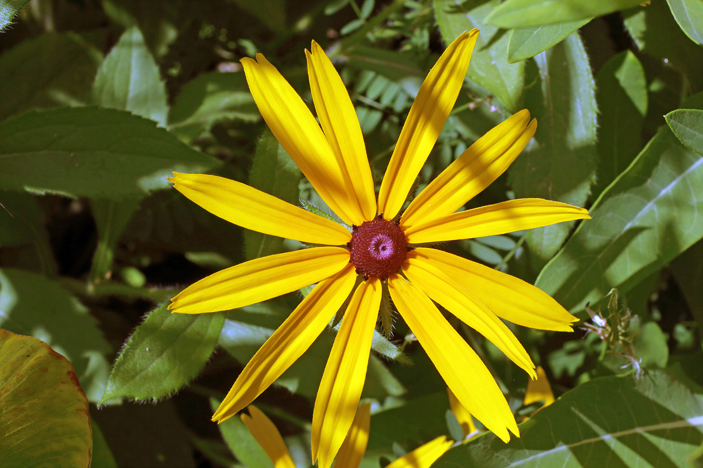 Изображение особи род Rudbeckia.