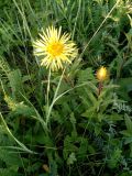 Inula hirta