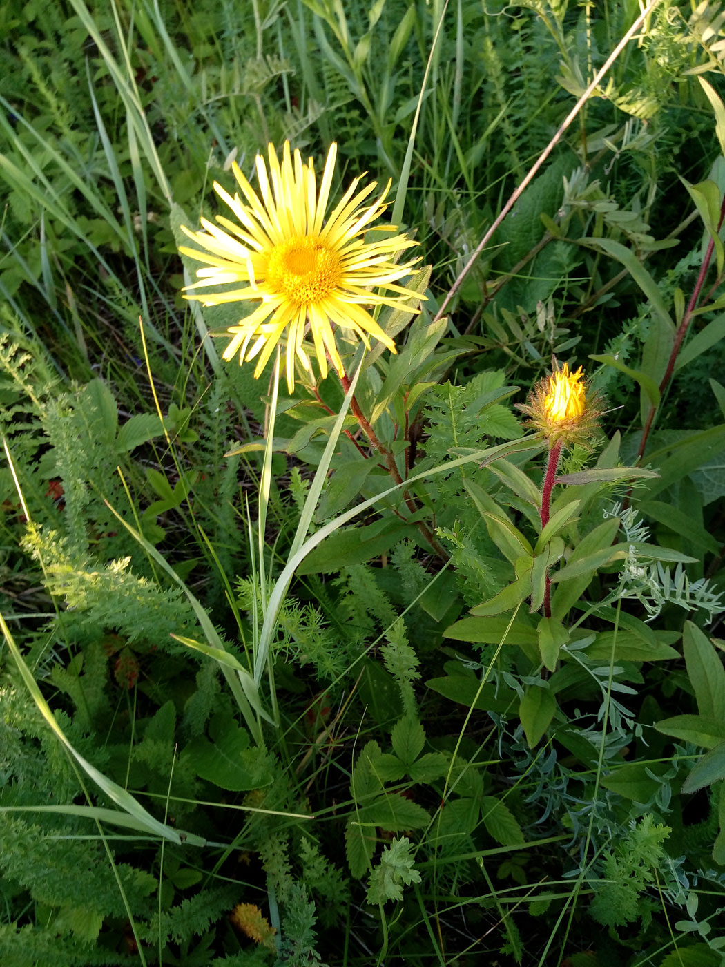 Image of Inula hirta specimen.