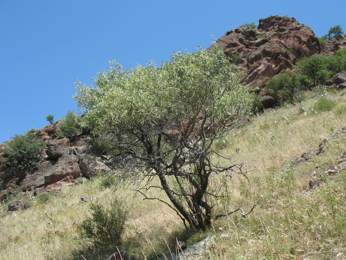 Image of Pyrus regelii specimen.