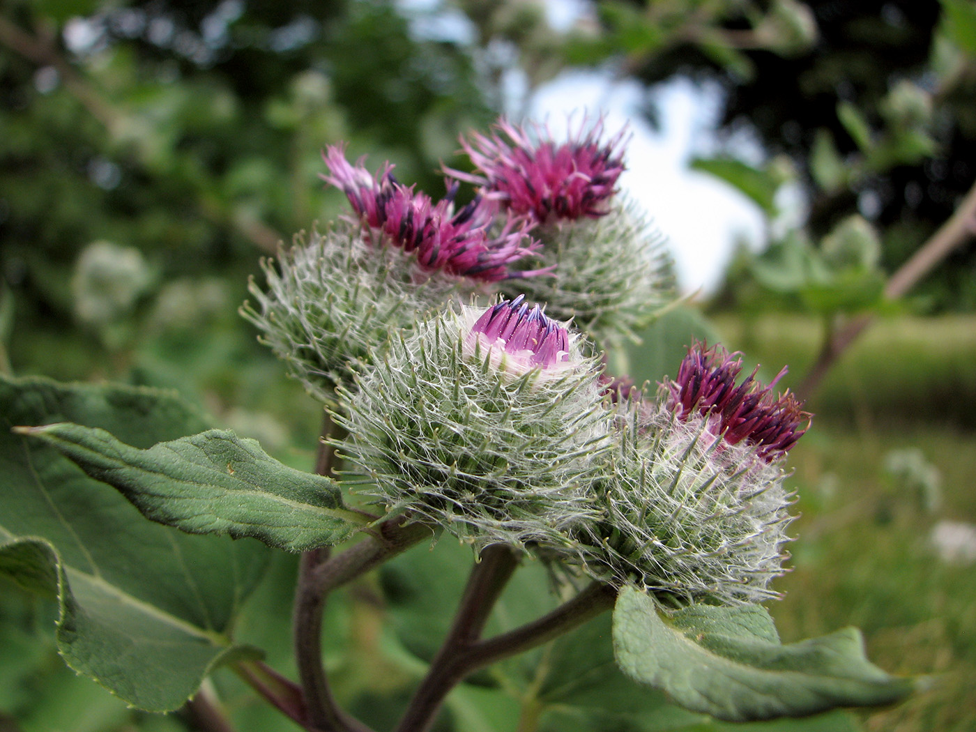 Изображение особи Arctium tomentosum.