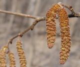 Corylus avellana