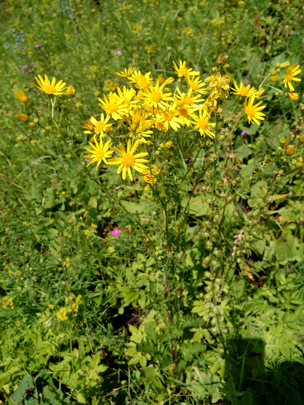 Image of genus Senecio specimen.