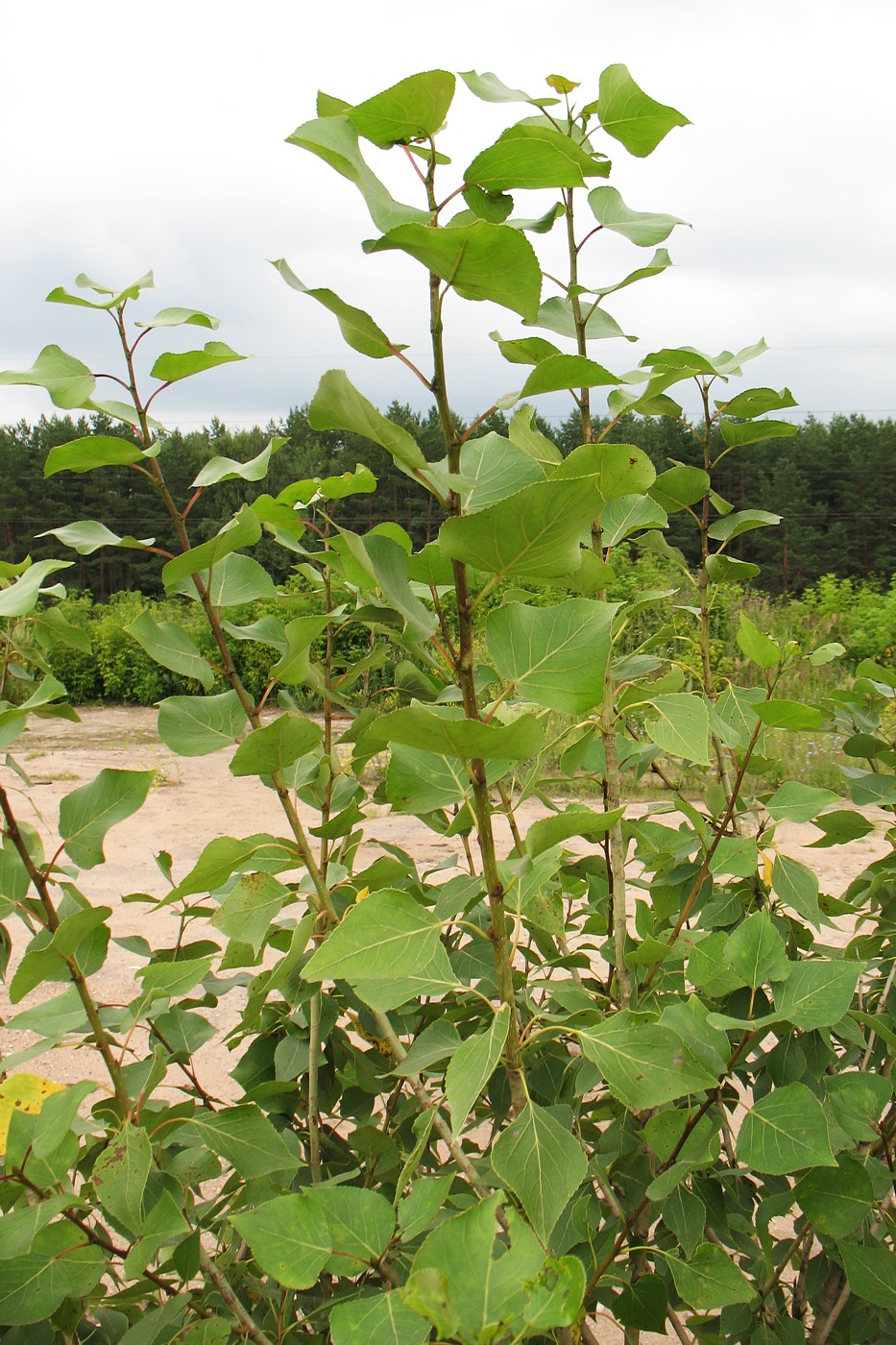 Image of Populus nigra specimen.