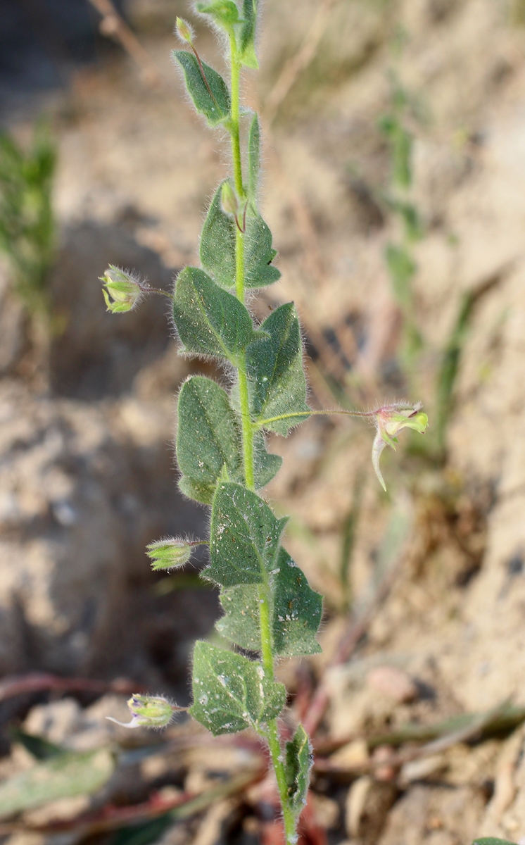 Image of Kickxia elatine specimen.