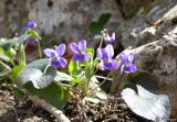 Viola odorata