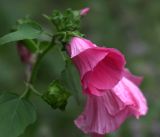 Malva trimestris