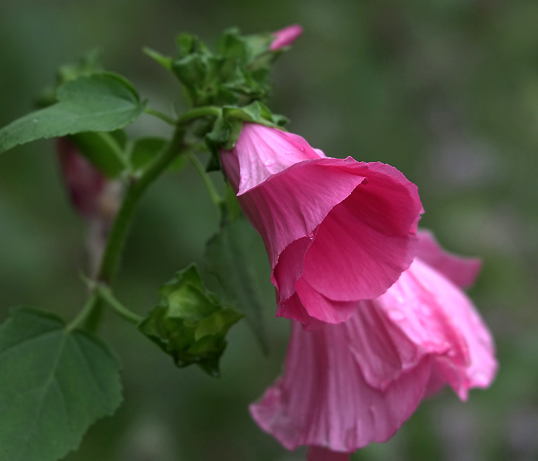 Image of Malva trimestris specimen.