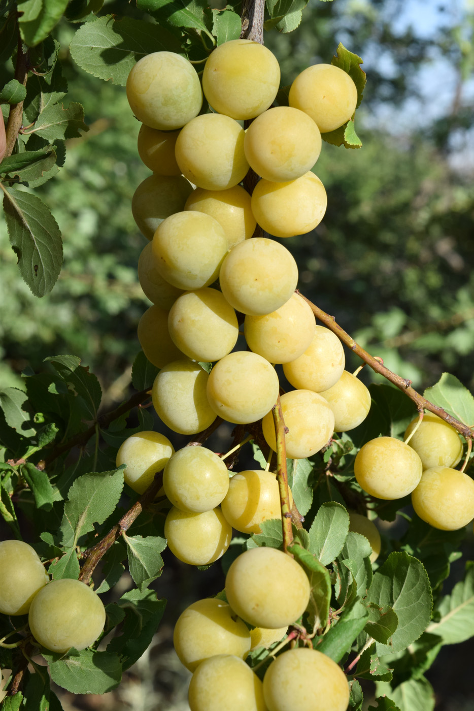 Image of Prunus cerasifera specimen.