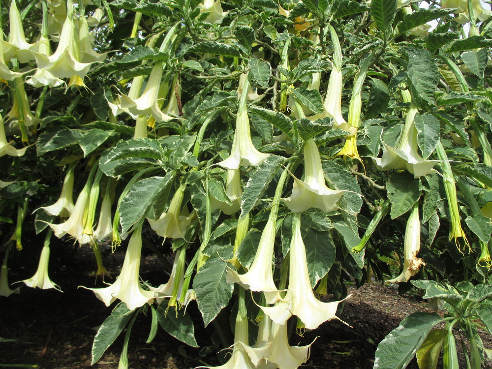 Изображение особи Brugmansia arborea.