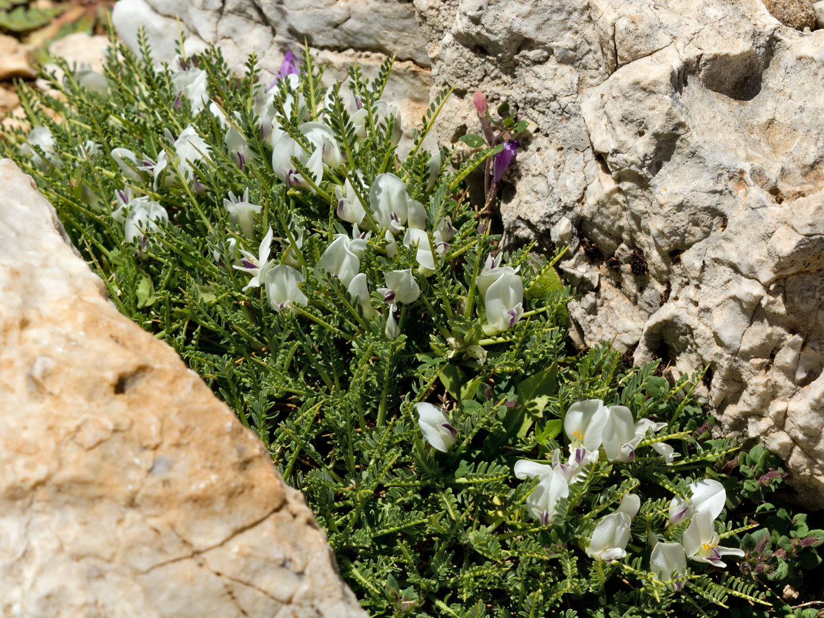 Изображение особи Astragalus angustifolius.