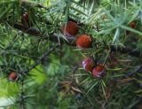 Juniperus deltoides. Часть веточки с шишкоягодами. Крым, Городской округ Ялта, окр пос. Форос, обочина Старого Севастопольского шоссе. 20.08.2017.