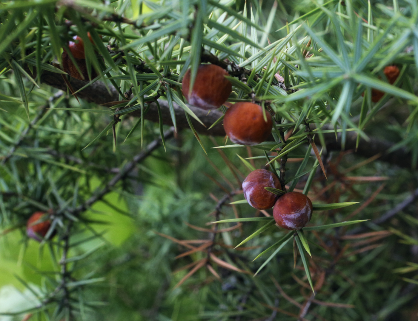 Изображение особи Juniperus deltoides.