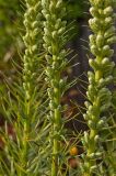 Liatris spicata