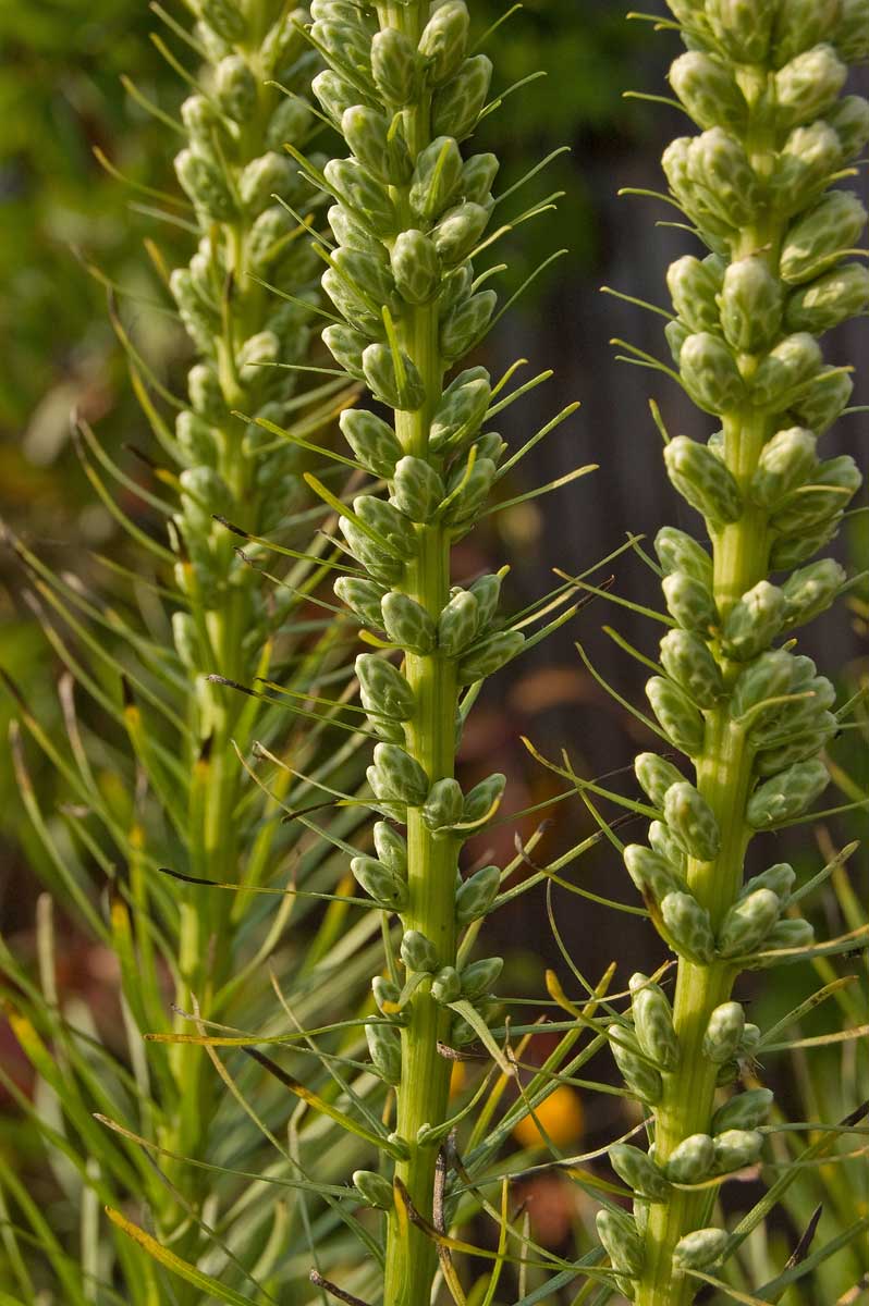 Image of Liatris spicata specimen.