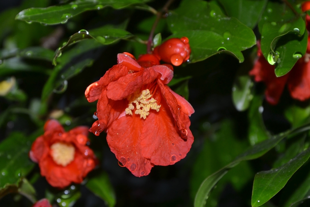 Image of Punica granatum specimen.