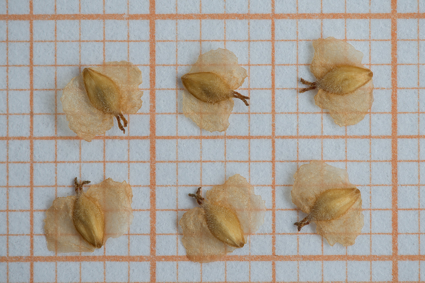 Image of Betula papyrifera specimen.