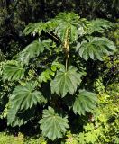 Tetrapanax papyrifer. Вегетирующее растение. Грузия, Аджария, с. Мцване-Концхи, Батумский бот. сад. 08.09.2017.