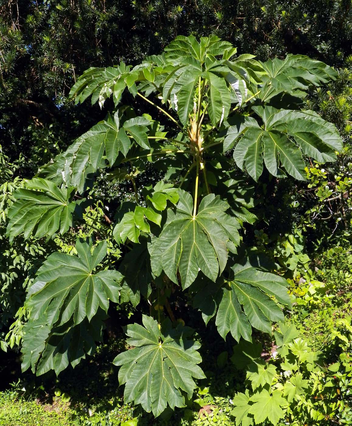 Изображение особи Tetrapanax papyrifer.