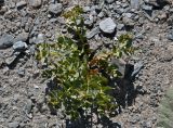 Euphorbia sarawschanica. Отцветающее (?) растение. Таджикистан, Фанские горы, перевал Алаудин, ≈ 3700 м н.у.м., каменистый сухой склон. 05.08.2017.