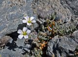 Cerastium lithospermifolium. Побеги с цветками. Таджикистан, Фанские горы, перевал Алаудин, ≈ 3700 м н.у.м., каменистый склон. 05.08.2017.