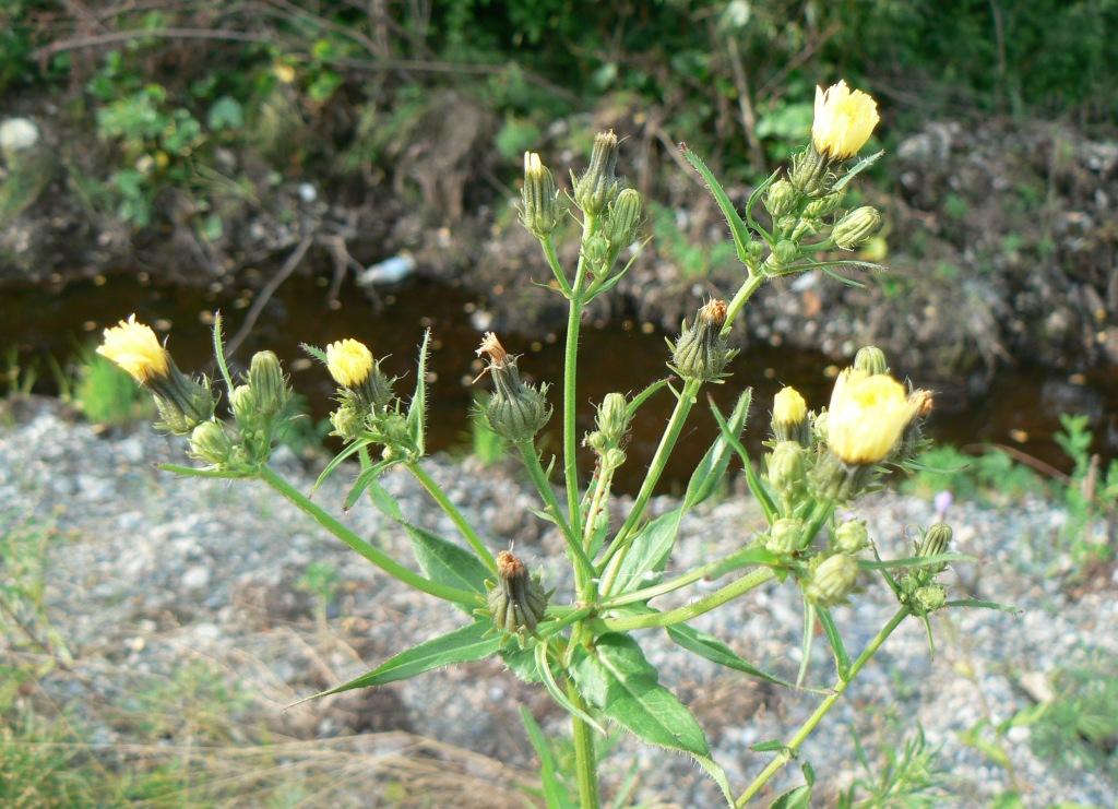 Image of Picris davurica specimen.