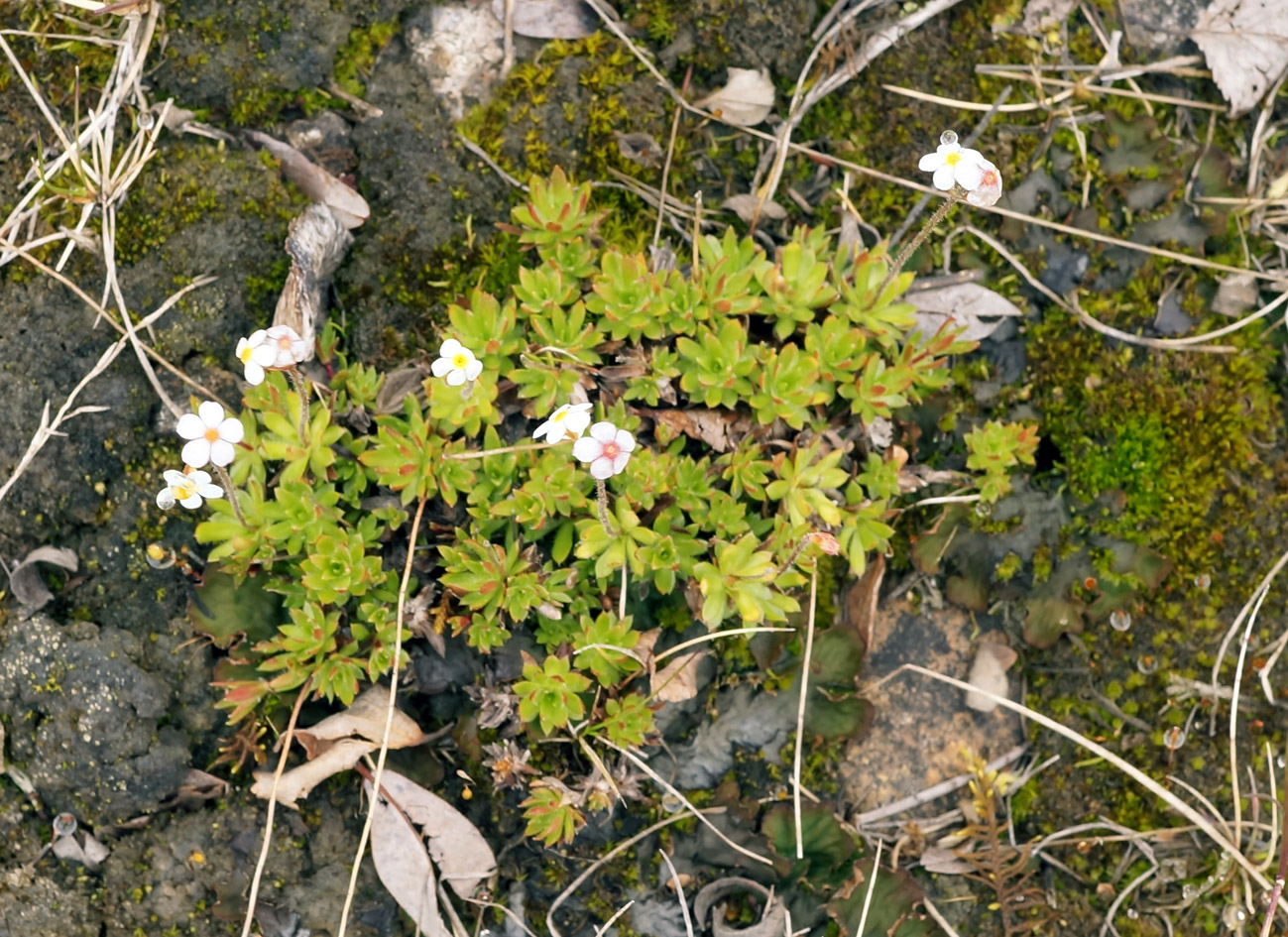 Image of Androsace lehmanniana specimen.