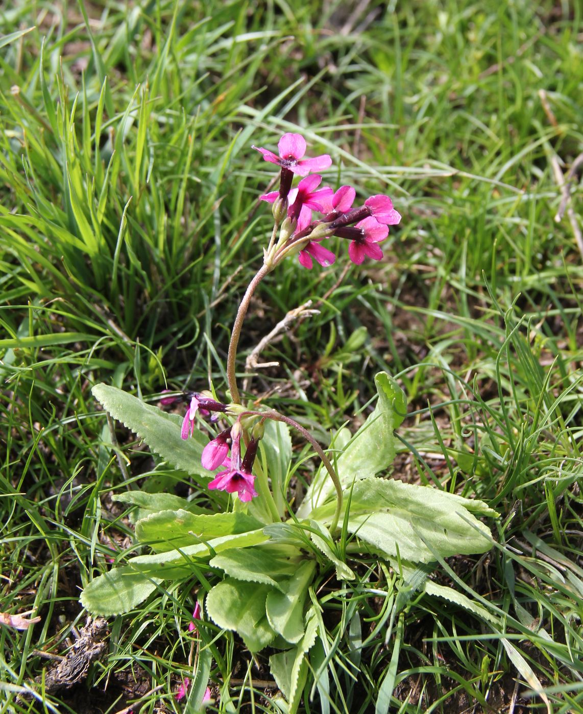 Image of Primula fedtschenkoi specimen.