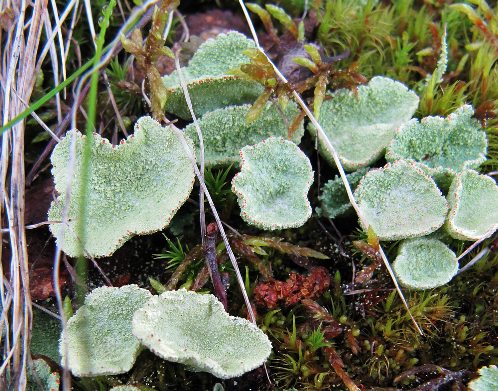 Изображение особи род Cladonia.