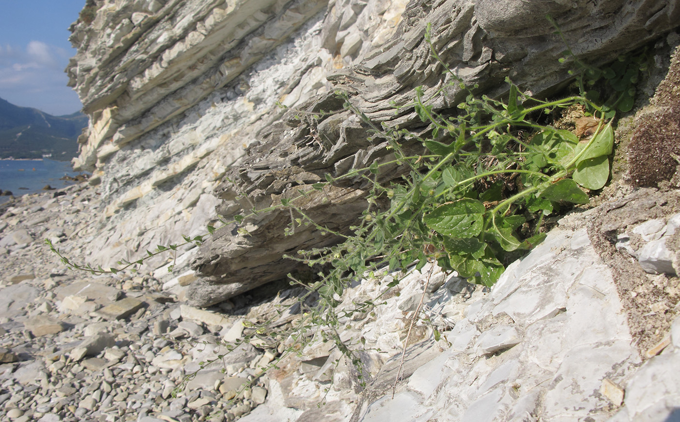 Image of Kickxia caucasica specimen.