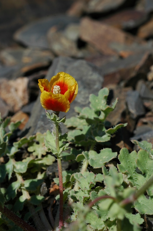 Изображение особи Glaucium elegans.