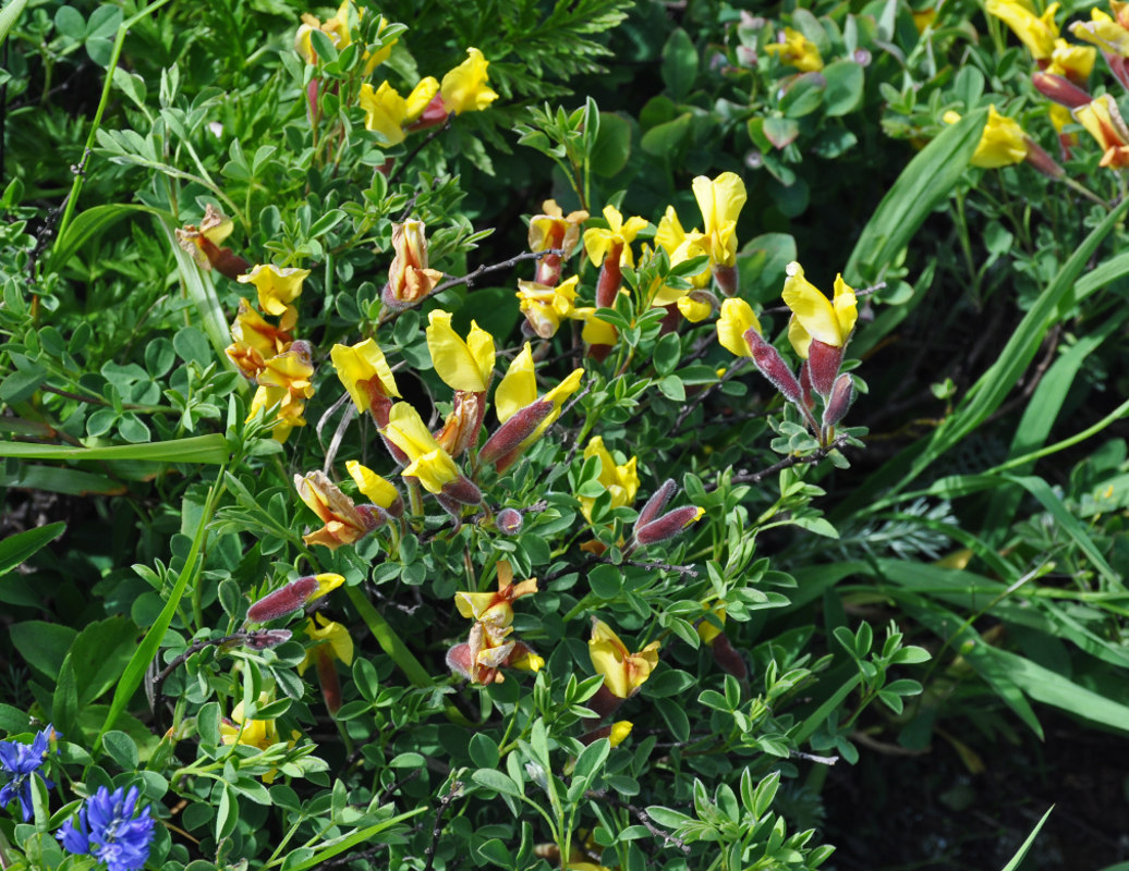 Изображение особи Chamaecytisus ruthenicus.