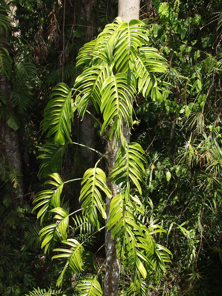 Изображение особи род Rhaphidophora.