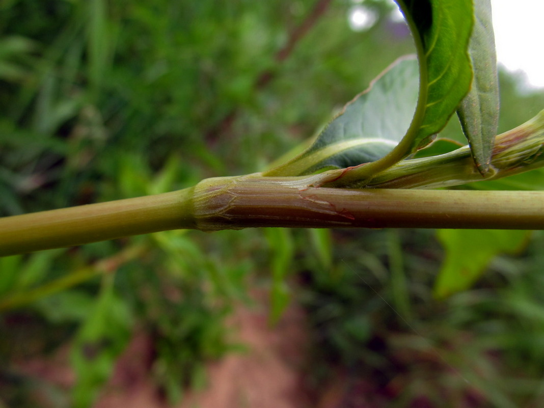 Image of Persicaria lapathifolia specimen.