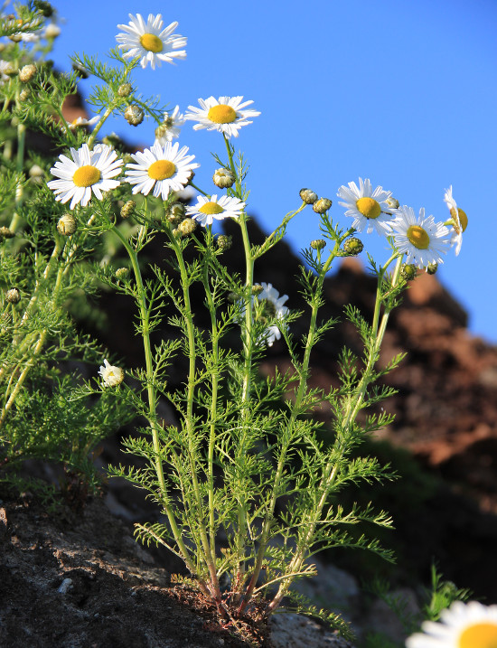 Изображение особи Tripleurospermum inodorum.