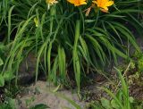 Hemerocallis middendorffii