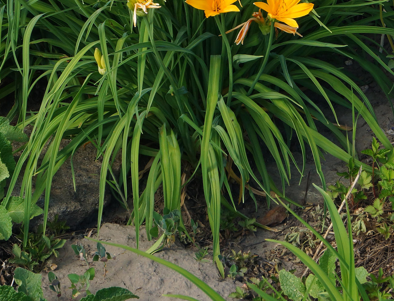 Изображение особи Hemerocallis middendorffii.