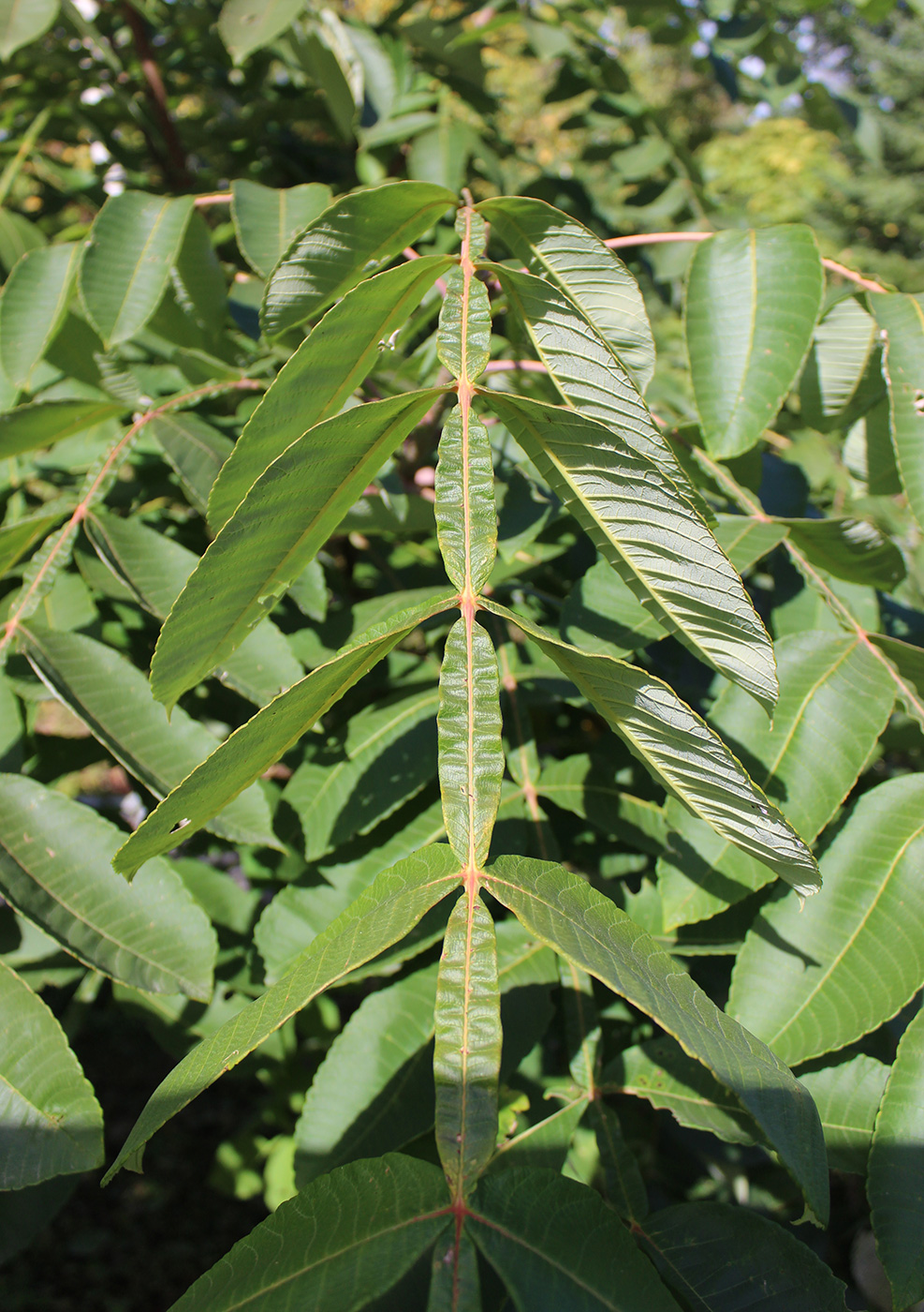 Image of Rhus copallinum specimen.