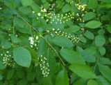 Padus virginiana