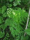Aethusa cynapium. Цветущее растение. Крым, Байдарская долина, у дороги. 21 мая 2010 г.