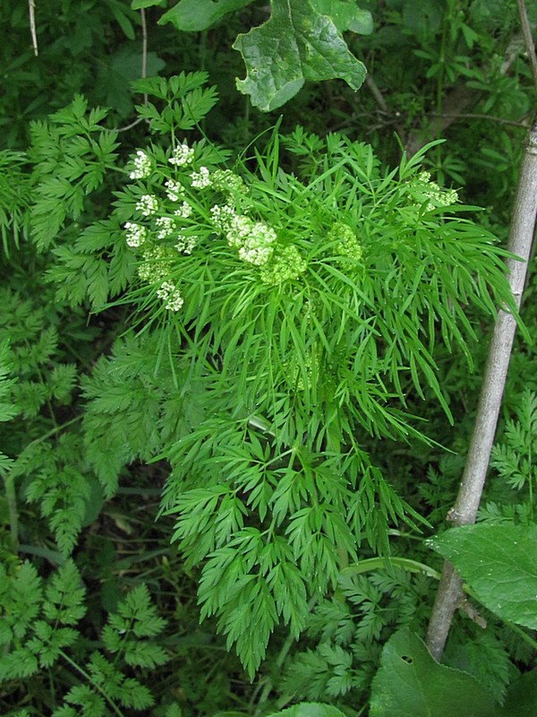 Изображение особи Aethusa cynapium.