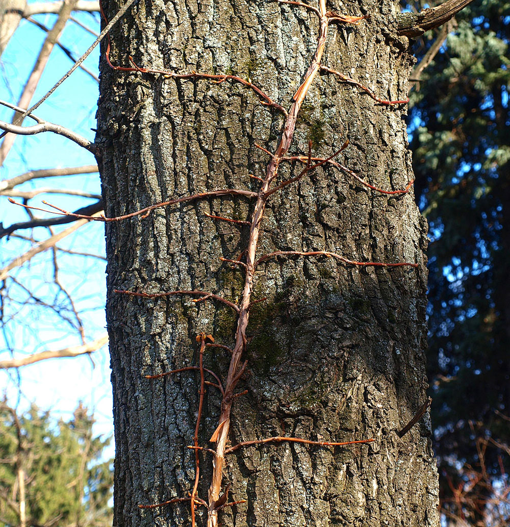 Image of Hydrangea petiolaris specimen.