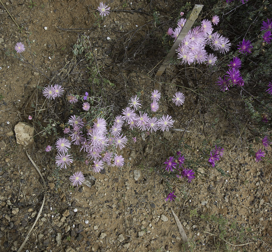 Изображение особи Lampranthus falcatus.