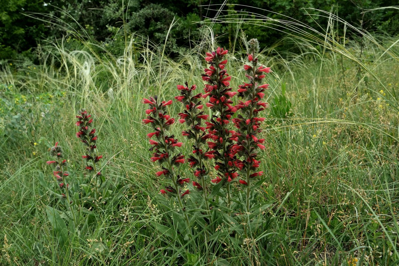 Изображение особи Echium popovii.