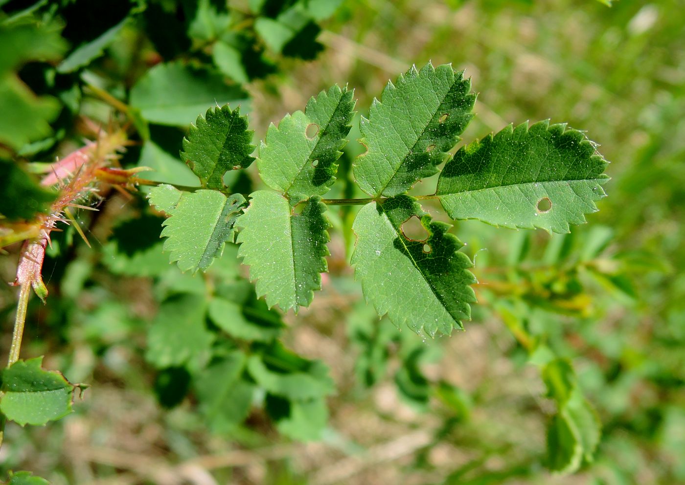 Image of Rosa spinosissima specimen.