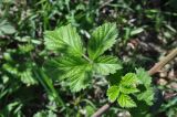 род Rubus. Лист. Республика Адыгея, окр. пос. Победа, окр. Монашеского Бугра. 30.04.2018.