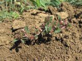 Trifolium scabrum. Цветущее растение. Дагестан, окр. г. Избербаш, луг (залежь?). 13.05.2018.