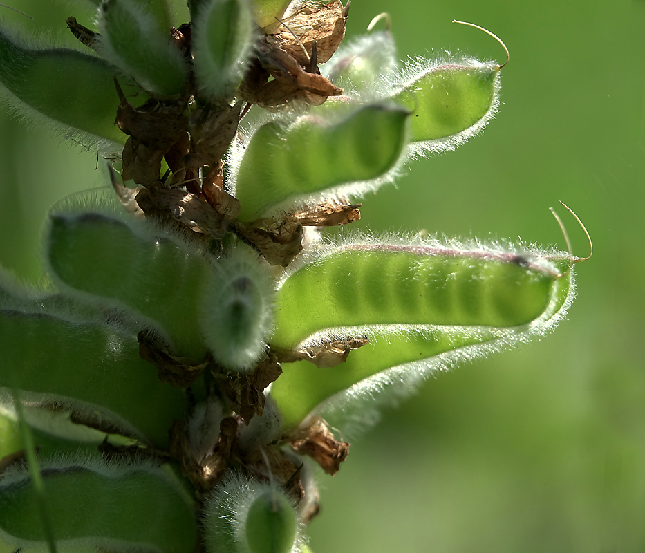 Изображение особи Lupinus polyphyllus.