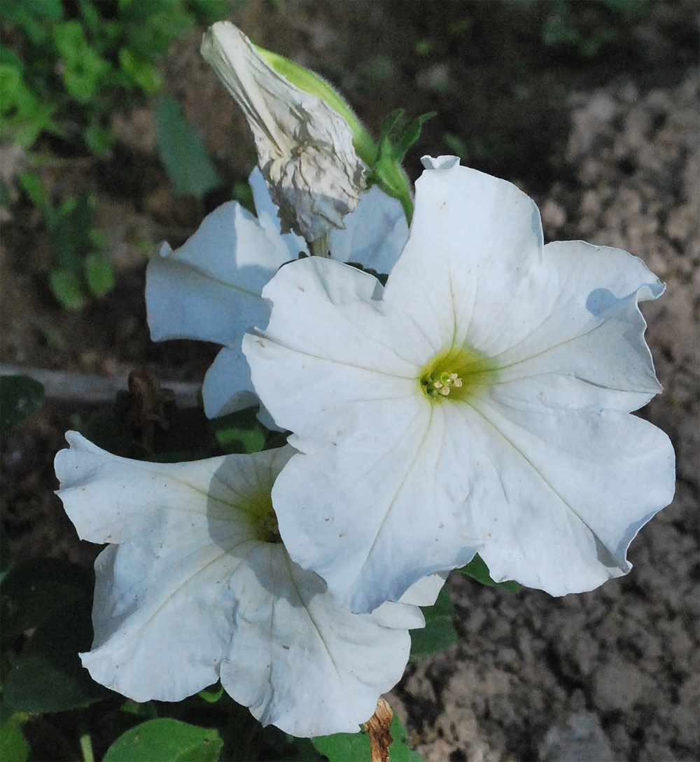 Image of Petunia × atkinsiana specimen.